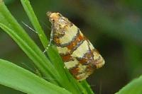Aethes tesserana