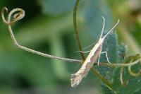 Plutella xylostella