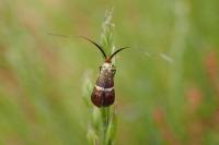Adela australis