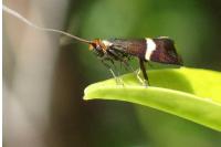 Adela australis