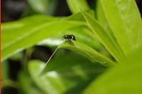 Adela australis