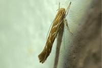 Pyroderces argyrogrammos