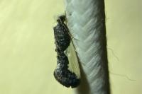 Monopis monachella