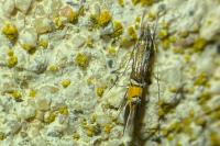 Cosmopterix scribaiella