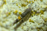 Cosmopterix scribaiella