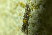 Cosmopterix scribaiella