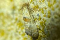 Neocochylis molliculana