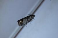 Cydia pomonella