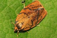 Ptycholoma lecheana