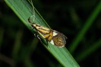 Alabonia geoffrella
