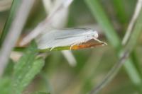 Elachista argentella