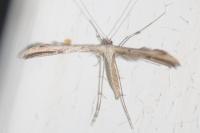 Emmelina monodactyla