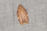Carcina quercana