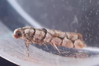 Pseudococcyx tessulatana