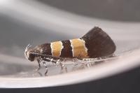 Goidanichiana jourdheuillella