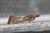 Acrolepiopsis vesperella