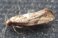Acrolepiopsis marcidella