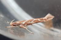 Pyroderces argyrogrammos