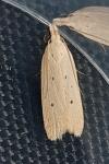 Nothris verbascella
