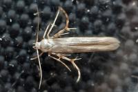 Palumbina guerinii