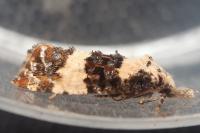 Phtheochroa duponchelana