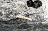 Plutella xylostella