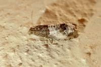 Notocelia rosaecolana