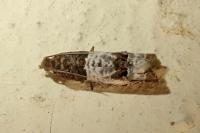 Notocelia rosaecolana