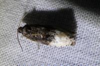 Hedya nubiferana