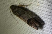 Cydia pomonella