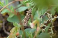 Teleiopsis diffinis