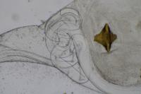 Teleiopsis diffinis