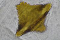 Teleiopsis diffinis