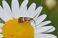 Adela australis