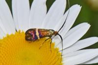 Adela australis