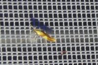 Caloptilia robustella