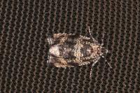 Celypha lacunana