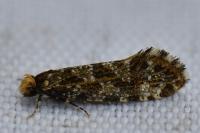 Triaxomera parasitella