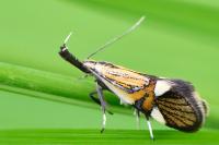 Alabonia geoffrella