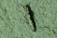 Ethmia bipunctella