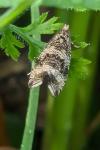 Celypha lacunana