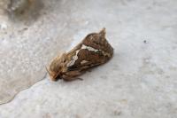 Korscheltellus lupulinus