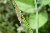 Coleophora oriolella