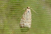 Isotrias stramentana
