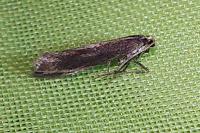 Plutella xylostella