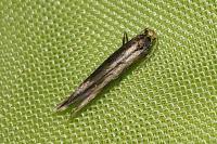 Plutella xylostella