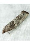Phaneta pauperana