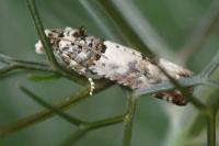 Epinotia thapsiana