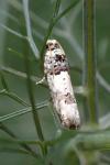 Epinotia thapsiana