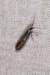Coleophora